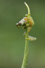 Cascade Glass Frog on stem