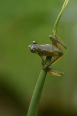 Cascade Glass Frog on stem
