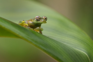 Cascade Glass Frog on leaf