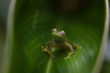 Cascade Glass Frog in leaf