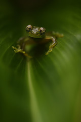 Cascade Glass Frog in leaf
