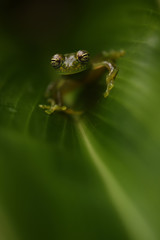 Cascade Glass Frog in leaf
