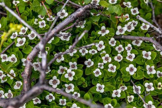 Cornus suecica, the dwarf cornel or bunchberry, is a species of flowering plant in the dogwood family close up. Kola peninsula, Russia. Selective focus.