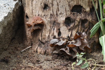 mushrooms on tree trunk