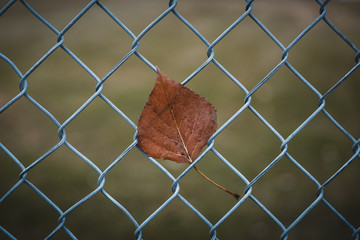 Closeup shot of a brown leaf on a chain link fence