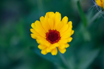 Bright orange flowers of garden calendula on a green background