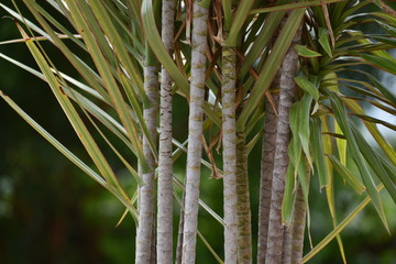 close up of  plants stem
