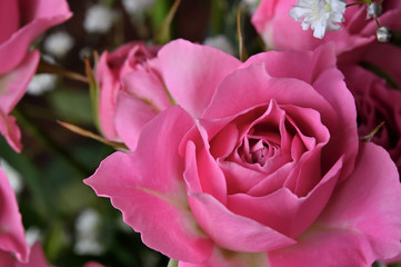 There is a pink rose with baby's breath (gypsophila paniculata).