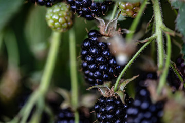 Blackberries on a background of green branches and leaves