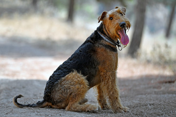 Airedale Terrier dog seats on a trail in the forest during the walking