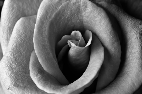 The rose black and white