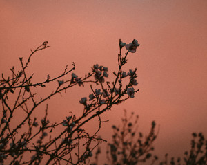 white flower branches with sunset in the mountains
