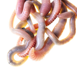 Earthworms isolated on a white