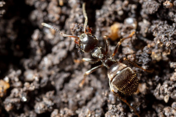 Ant crawling on the ground.