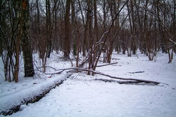 cloudy winter day in the forest, Moscow