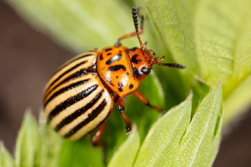 Colorado potato beetle on a green leaf in nature