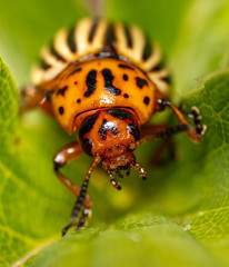 Colorado potato beetle on a green leaf in nature