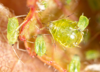 Close-up of aphids on a leaf of a tree.