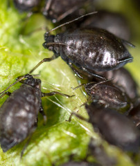 Close-up of aphids on a leaf of a tree.