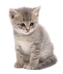 Little fluffy kitten isolated on a white