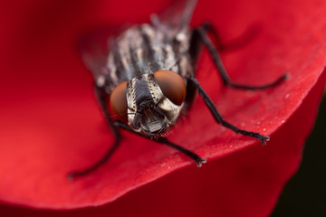 Fly on a red flower