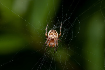 Spider sitting in the middel off its net