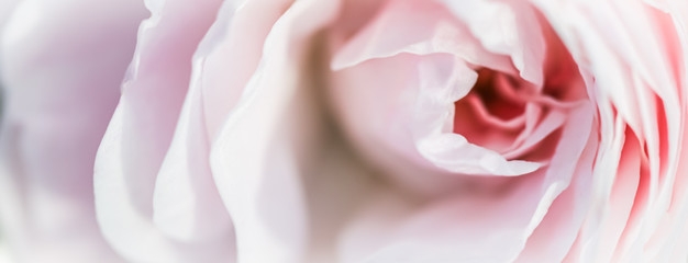 Soft focus, abstract floral background, pink rose flower. Macro flowers backdrop for holiday design