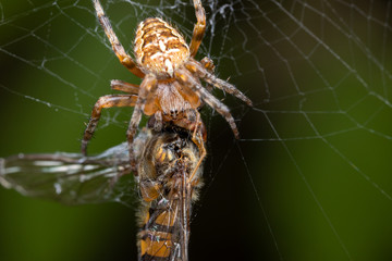 Spider and fly in a codweb