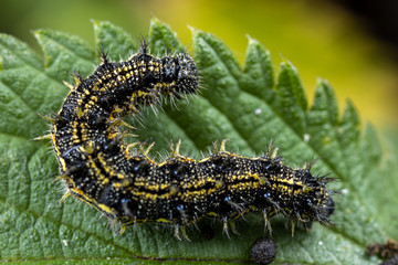 Butterfly larva on a leaf