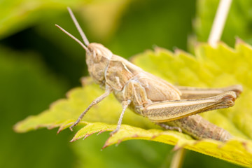 Closeup grasshopper on a leaf