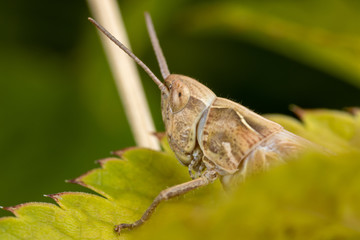 Closeup grasshopper on a leaf