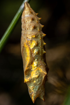 Butterfly puba hanning  on a stick
