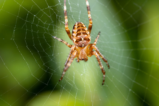 Spider sitting in a codweb