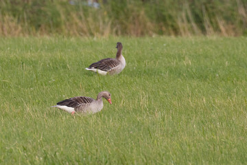 Seabirds in a field