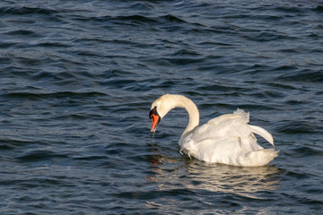Swimming swan