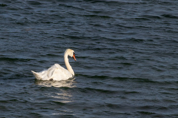 Swimming swan