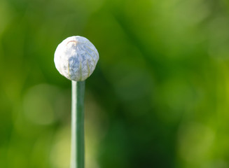White flower on a green onion.