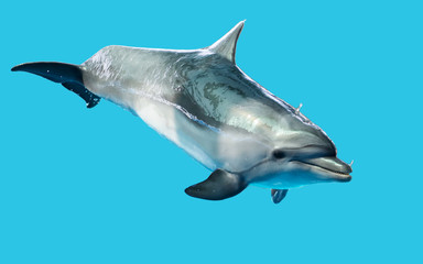 Dolphin is isolated on a blue background.