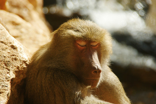 monkey face. The face of a sleeping monkey