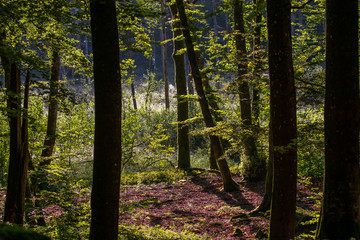 Forest in morning light