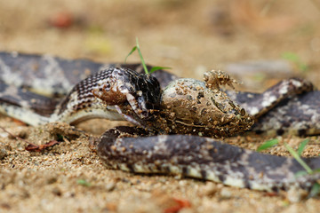 西表島のサキシママダラがサキシマヌマガエルを食べているシーン