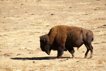 Calaveras County Bison Ranch