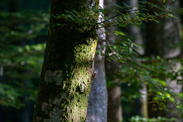 Forest in morning light and tree hugger