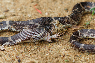 西表島のサキシママダラがサキシマヌマガエルを食べているシーン