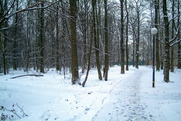 cloudy winter day in the forest, Moscow