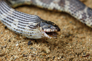 西表島のサキシママダラがサキシマヌマガエルを食べているシーン