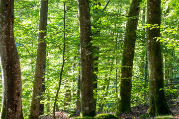 Forest in morning light