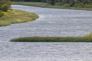 Flying geese over a river