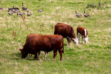 Cow and  geese