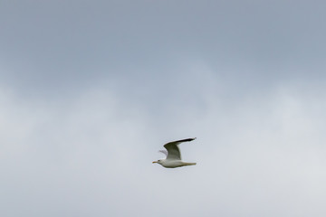 Fototapeta na wymiar Flying gull